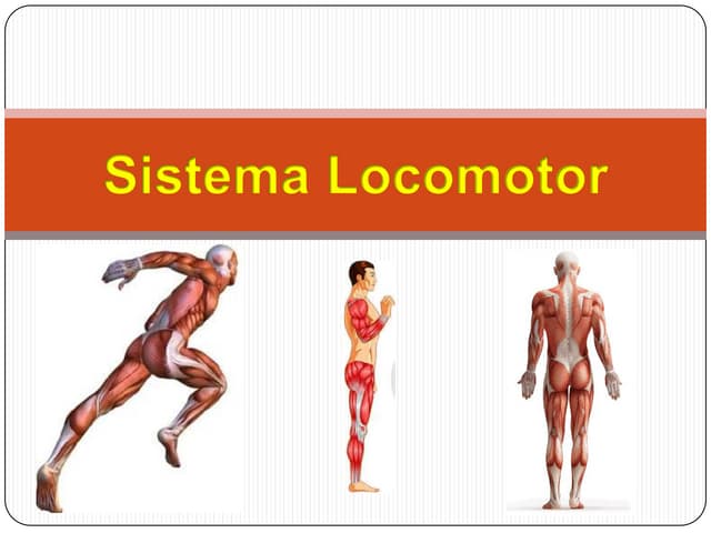 Sistema muscular