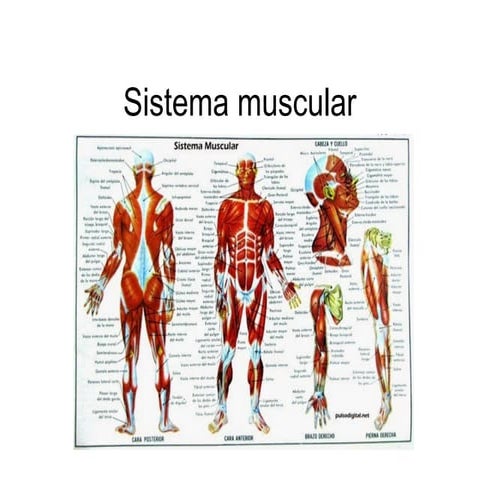Sistema muscular | PPT