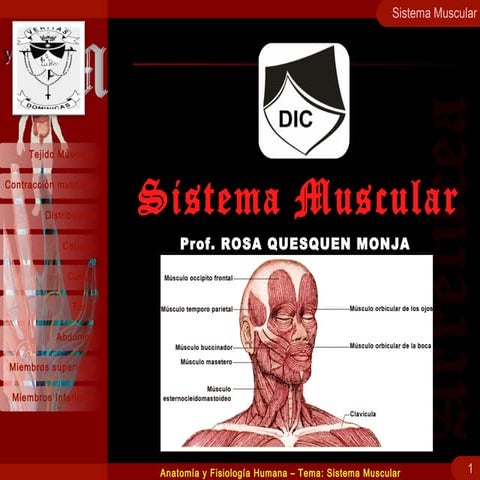 SISTEMA MUSCULAR : MORFOLOGÍA, FISIOLOGÍA Y CLASIFICACIÓN