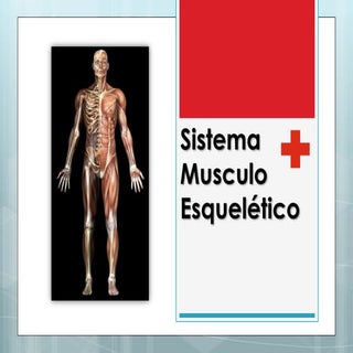 Sistema musculo esquelético