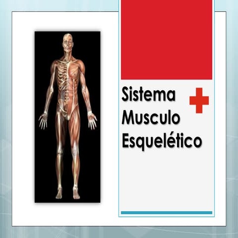 Sistema musculo esquelético