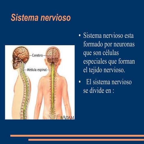 Sistema nervioso