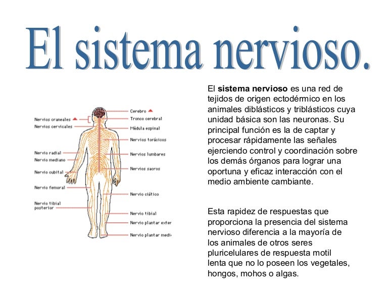 Sistema nervioso
