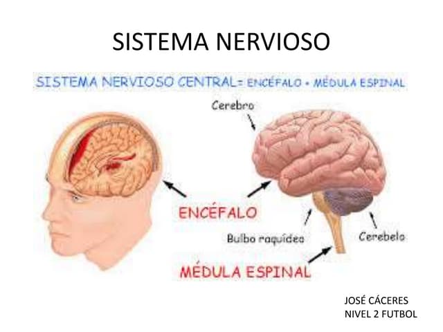 Sistema nervioso