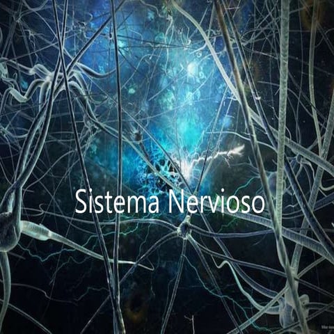 Sistema nervioso
