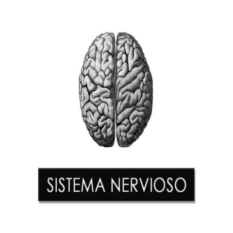 Patologia - Sistema nervioso (parte1)