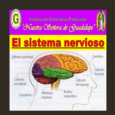Sistema nervioso central