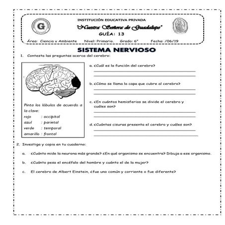 Sistema nervioso central tarea