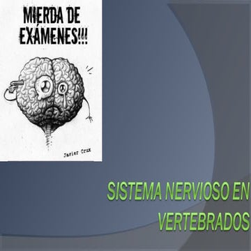 Sistema nervioso en vertebrados