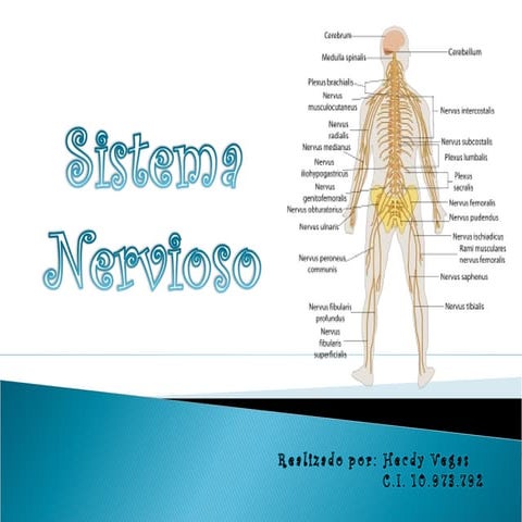 Sistema nervioso hecdy