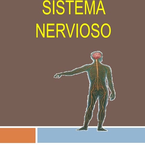 Sistema nervioso i  