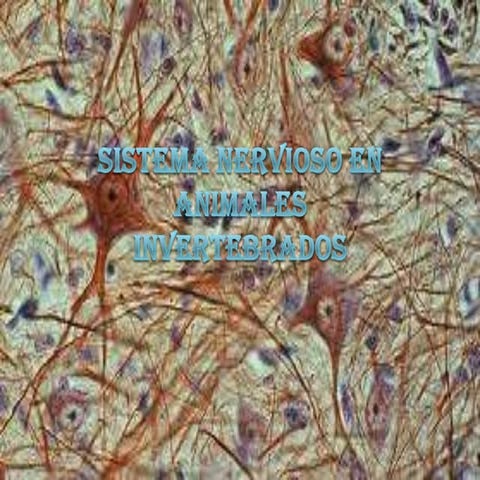 Sistema nervioso invertebrados