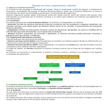 Sistema nervioso organización y función.docx