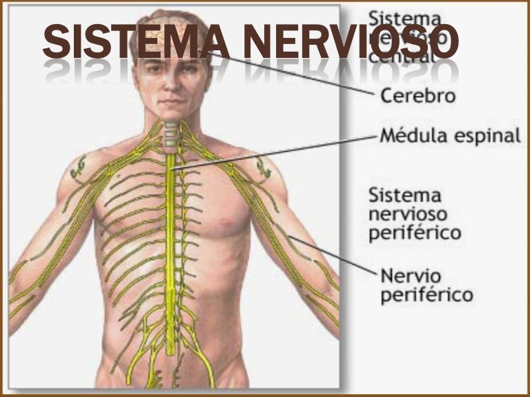 Sistema Nervioso Parte 1