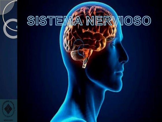 ESTRUCTURA Y FISIOLOGÍA DEL SISTEMA NERVIOSO | PPT