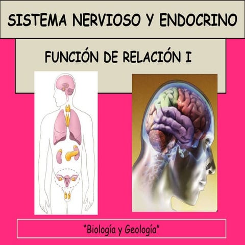 Sistemanerviosoyendocrino