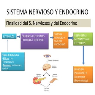Sistema nervioso y endocrino
