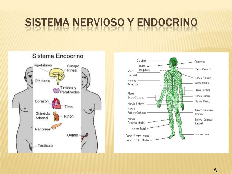 Sistema nervioso y endocrino terminado 1 Sistema nervioso y endocrino terminado 1