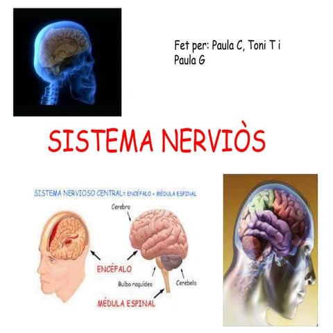 Sistema nerviós