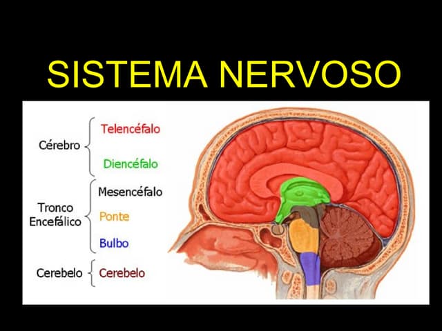 Sistema nervoso 9º ano 