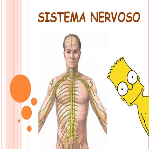 Sistema nervoso