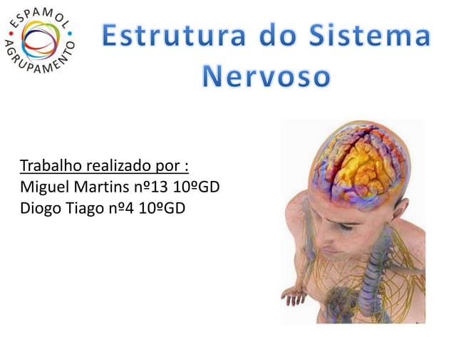Sistema nervoso Central e Periférico