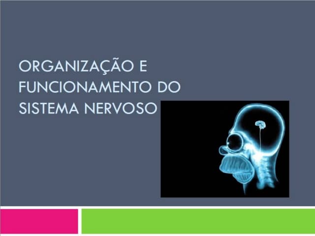 Sistema nervoso organizacao-1
