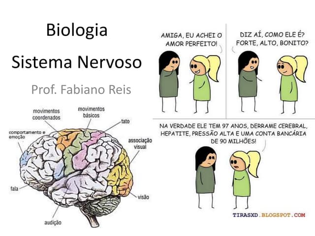 Sistema nervoso slides