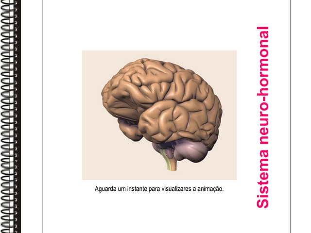 Sistema Neuro Hormonal