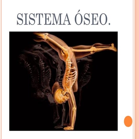  Sistema oseo