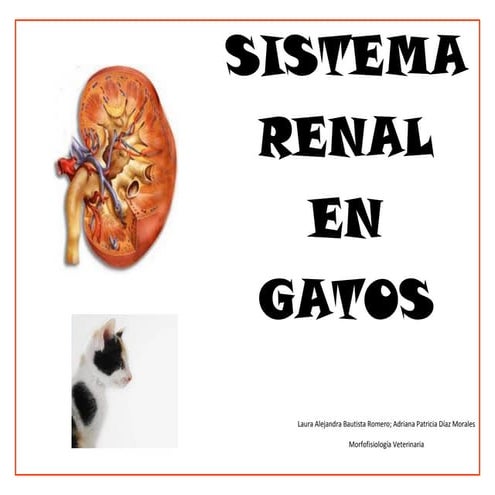 Sistema renal gatos