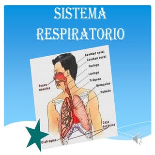 Sistema Respiratorio