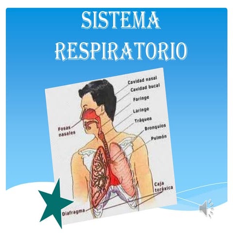 Sistema Respiratorio