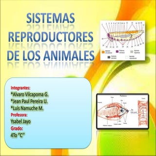 Sistema reproductores de animales