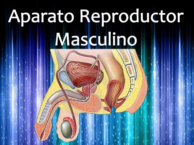 Sistema reproductor masculino