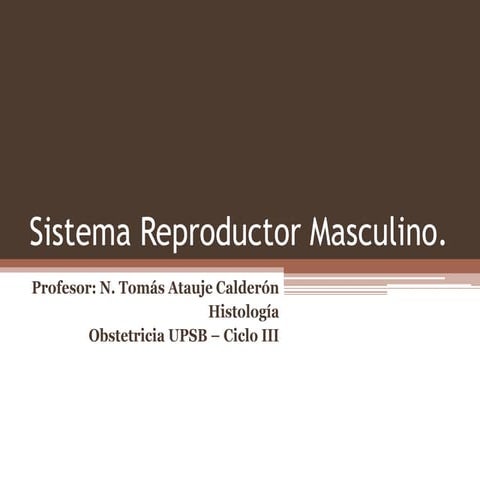 Sistema reproductor masculino