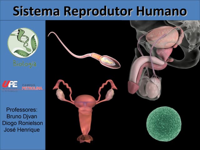 Sistema Reprodutor Masculino e Femi...