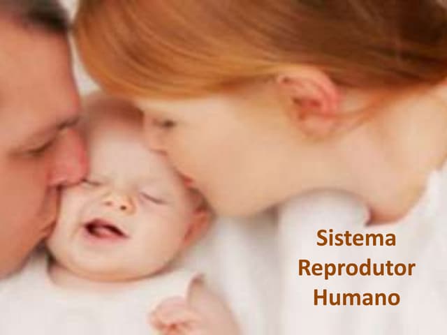 Sistema reprodutor humano