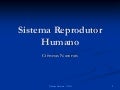 Sistema reprodutor humano prof Ivanise Meyer