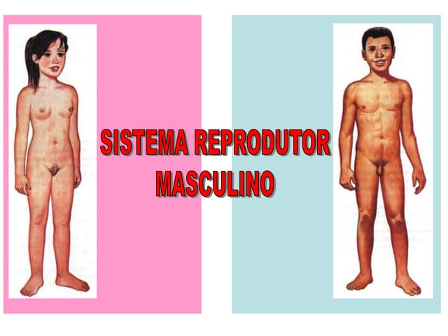 Sistema reprodutor masculino
