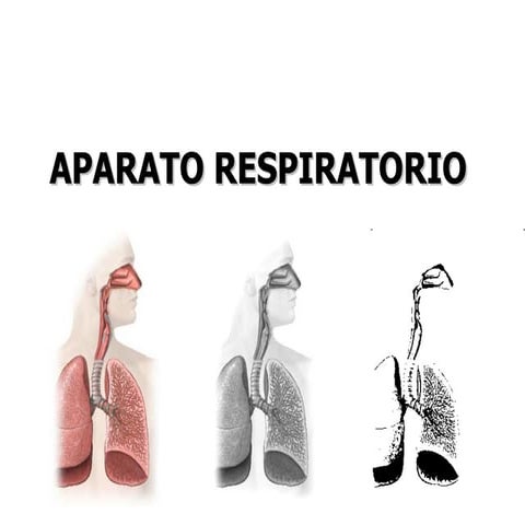 Sistema Respiratorio