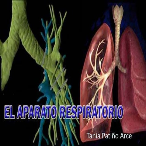 Sistema respiratorio