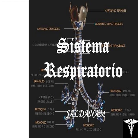Sistema respiratorio