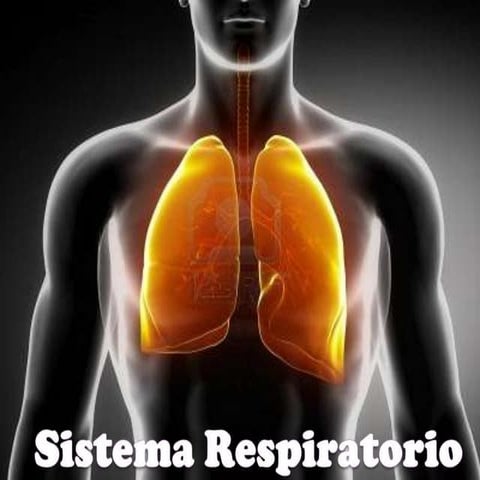 Sistema respiratorio