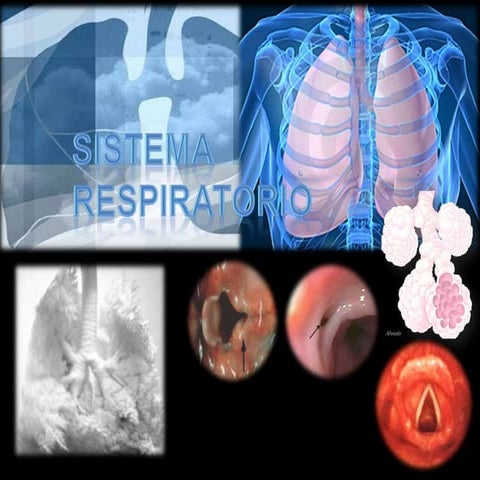 Sistema respiratorio. Histología 