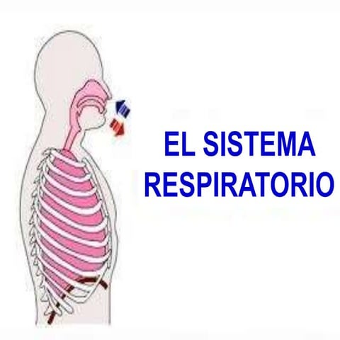 Sistema respiratorio 