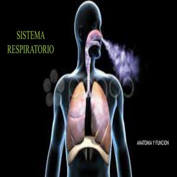 Sistema  Respiratorio