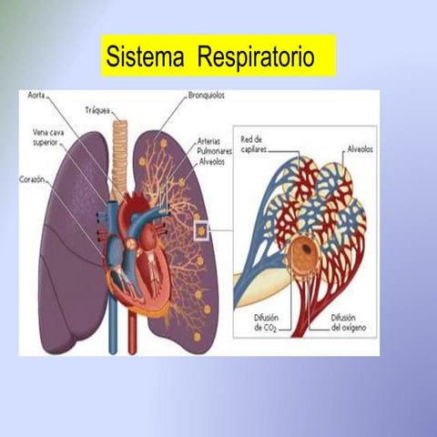 sistema respiratorio ppt lo mas importante