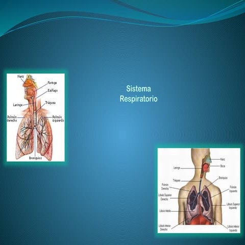SISTEMA RESPIRATORIO partes y funcion.pptx