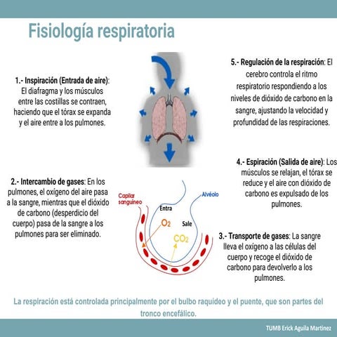 Presentación del sistema respiratorio.pptx.pdf
